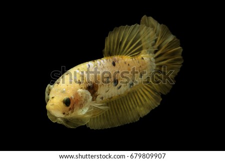 Yellow Betta Fish, aggressive fish with black background