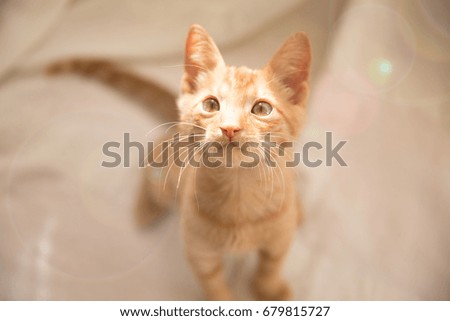 Cute little yellow cat / Ginger kitten sitting on white sofa, bokeh-effect
