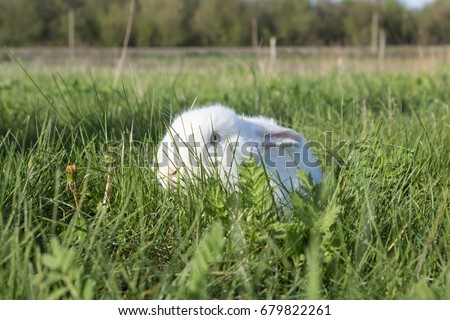Rabbit hiding in the grass