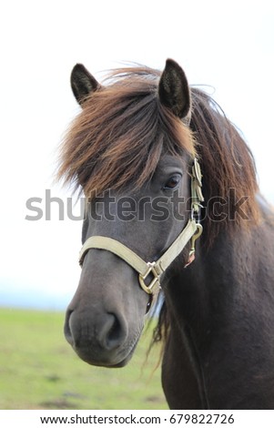 Head shot of brown Icelandic Horse