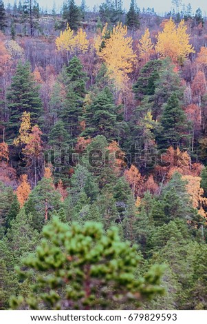 Mellow autumn, autumn forest. Golden autumn aspen and birch. Sad beauty of autumn and Royal rich colors. Scandinavia, Lapland