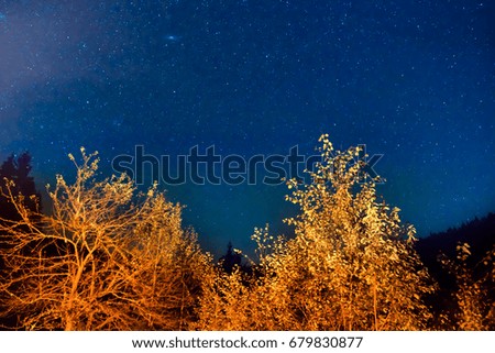 Dark blue night sky above the mystery autumn forest with orange trees