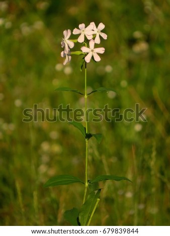Common soapwort (Saponaria officinalis) - Soap plant