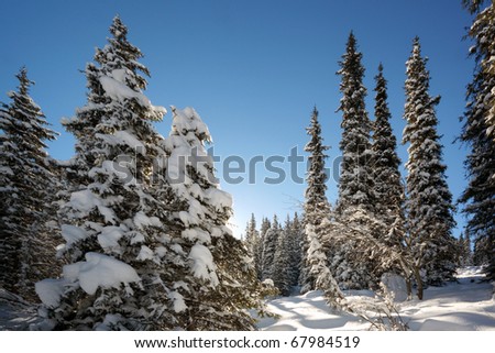 Winter landscape with fur-trees