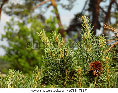Pine cone hiding in the branches of green pine leaves