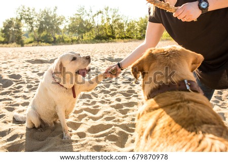 Two labrador friends playing on the beach