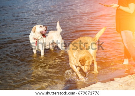 Two labradors on the beach. Sun flare