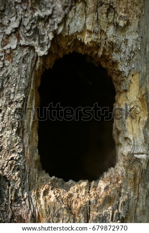 Tree hollow close up, a vertical picture
