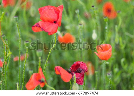 Poppies in a field with red petals