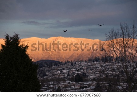 Flying birds with orange snow covered mountain in the background