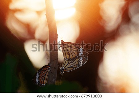 Butterfly silhouette on sunset