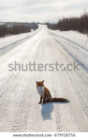 Fox sitting in the middle of the frozen road