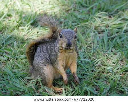 Small squirrel in the grass in a watchful sitting position, looking at the camera