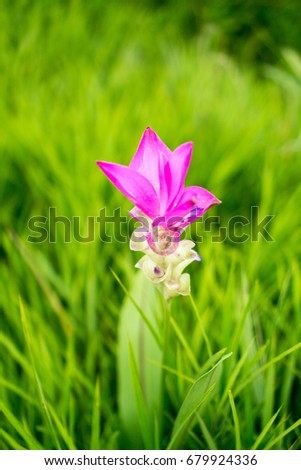 Krachai flower background image, Flower Background, Park Flower, Flower Wallpaper.