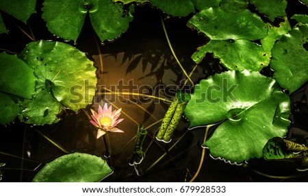 Pink lotus flower and leaves in pond with reflection of sun.