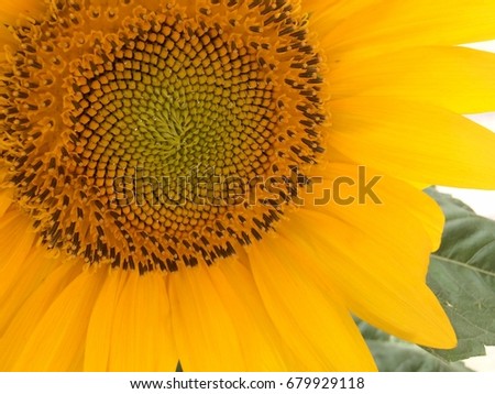 Sunflower, Up-close Royalty-Free Stock Photo #679929118