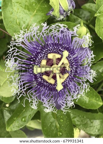 Blue passion flower blooming