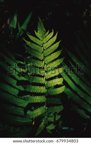 The green fern leaves in the shadows in the garden give a deep, deep feeling. This picture uses film tones.