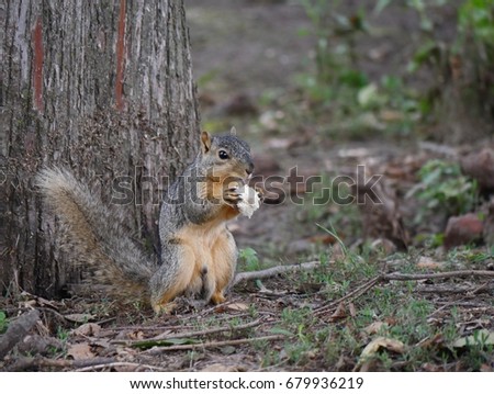 Small squirrel standing infront of a big tree holding a big piece of white bread in his hands