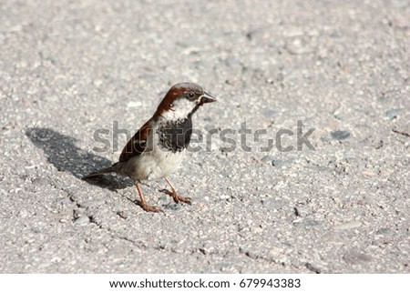 A sparrow rides on the asphalt in the city. Photo for your design.