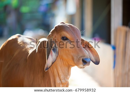 Beef cattle morning Royalty-Free Stock Photo #679958932