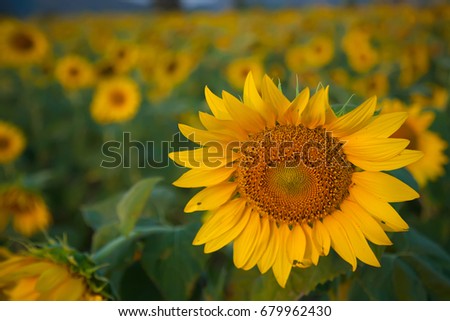 Sunflowers receive sunlight. Royalty-Free Stock Photo #679962430