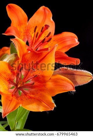 red Lilies. a heraldic fleur-de-lis. A vibrant spray of two wine red lily flowers (Lilium bulbiferum croceum) and buds, isolated on black with clipping path.