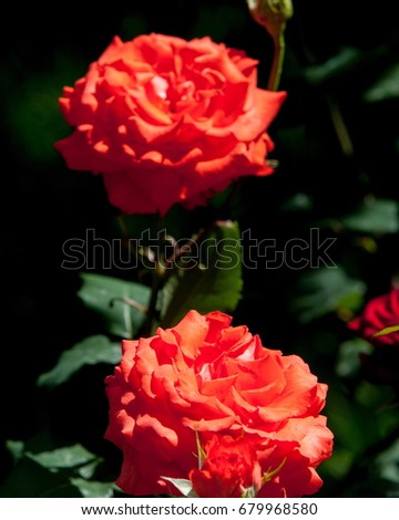 rose. a prickly bush or shrub that typically bears red, pink, yellow, or white fragrant flowers