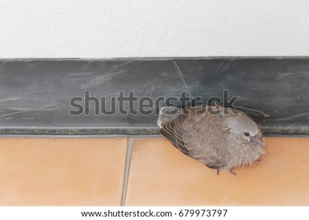 alone young bird sitting on tiled floor