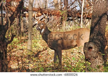 a picture of an adult male buck taken in the forest in indiana