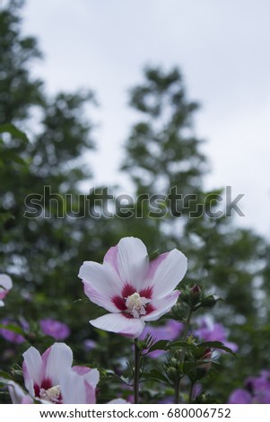 Beautiful rose of Sharon