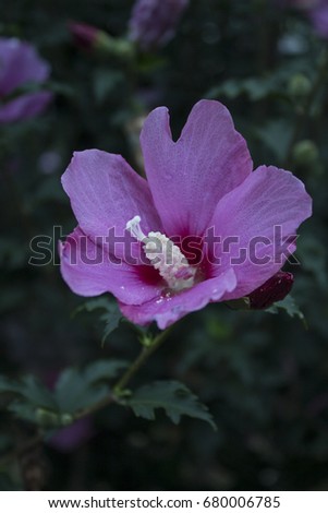 Beautiful rose of Sharon