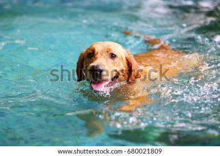 Labrador Retriever, Happy dog swimming, Dog smiling Royalty-Free Stock Photo #680021809