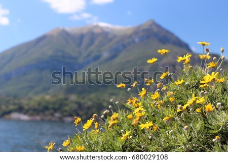Flowers near the Como lake. Bellagio, Italy