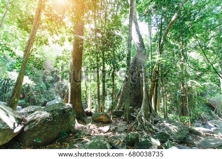 Green forest with old trees in Kanchanaburi, Thailand
