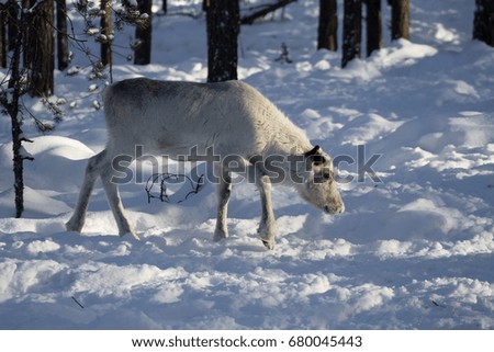 white reindeer in search of food