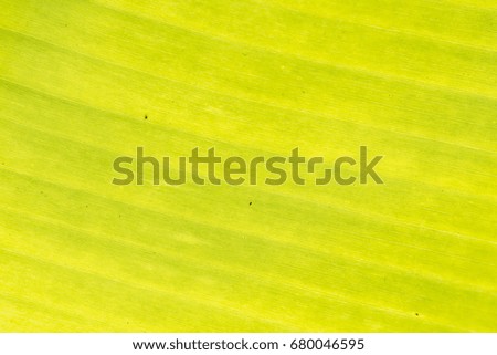 Green banana leaf background.