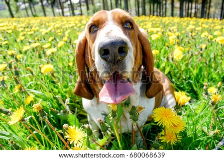 Beautyful adorable young basset hound smiling with happy sitting in a field of dandelion with blurry background full around of yellow flowers and green leave and tree ,spring season in europe,. Royalty-Free Stock Photo #680068639