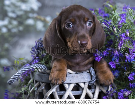 purebred dachshund puppy