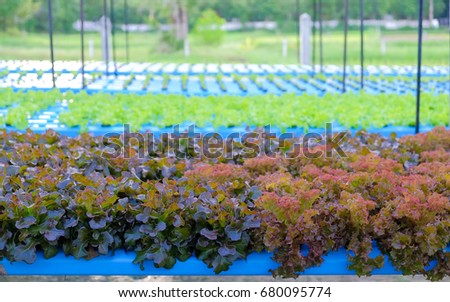 a selective focus picture of organic vegetable in hydroponic farm of Thailand.future agriculture for safety food
