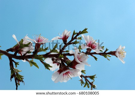 Flowering tree spring  