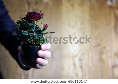 Rose in a hand man