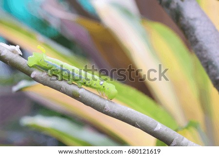 green worm or caterpillar on tree branch 
