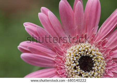 beautiful flowers and pistil