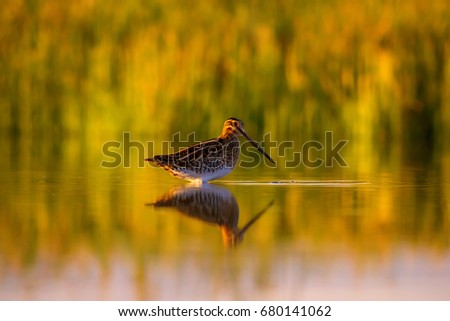 Wonderful light and bird. Nature background. Common Snipe Gallinago gallinago