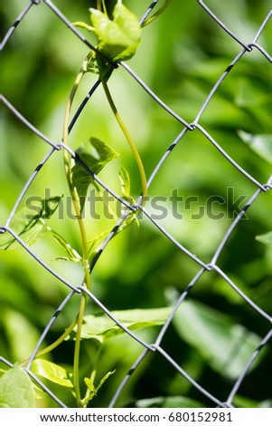 Green plant behind a metal grid of a fence