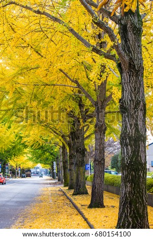 Yellow trees in Japan 