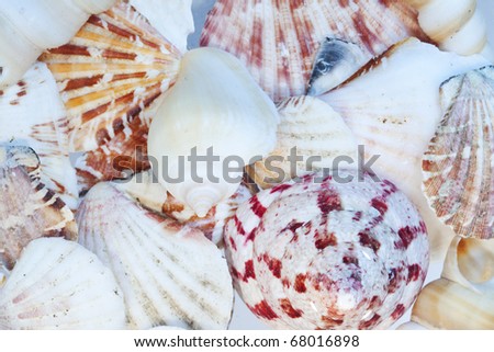 Background of Overlapping Colorful Seashells in Shallow Water