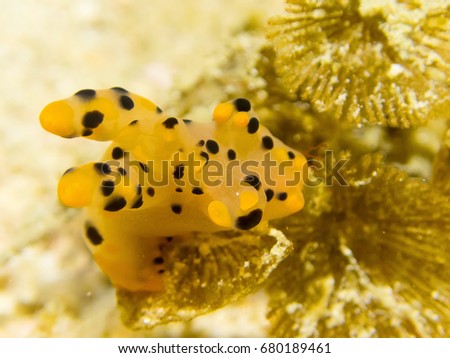 Close up Nudibranch Thecacera sp.  Nature of underwater at Ko Li Pe the island in thailand