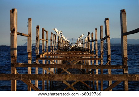 decaying wooden pier with egrets